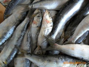 石狮市协华水产食品 冷冻粗加工水产品系列精选